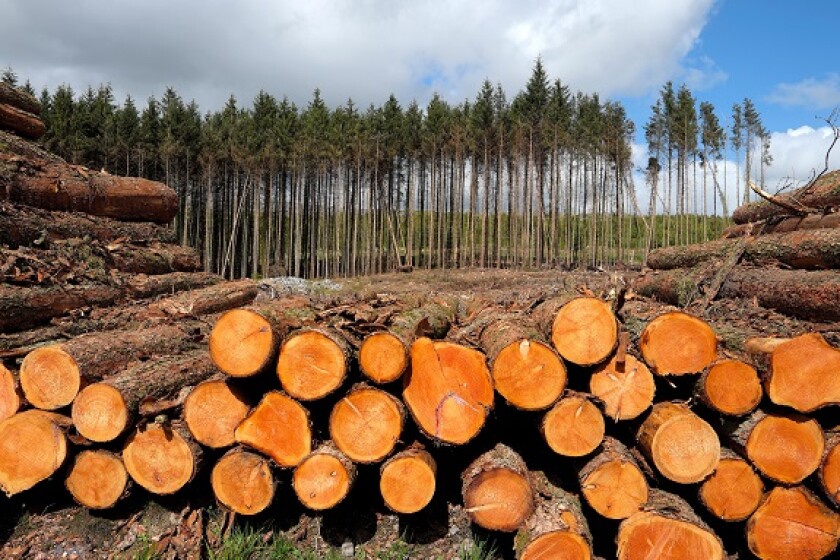 Forestry climate trees from Alamy 20Apr21 575x375