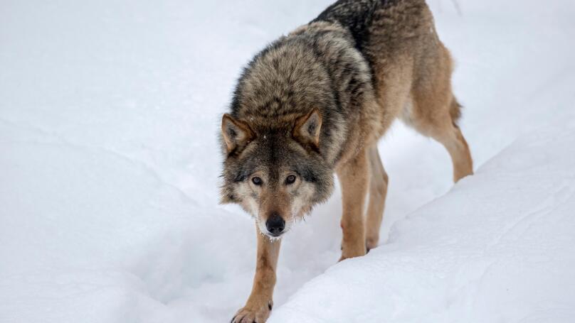 Grey Wolf; Canis lupus
Single Captive
Finland