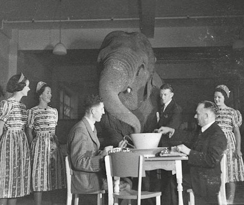 Sam Hood - The Elephant in the Room