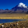 Sajama Mountain, Bolivia's highest mountain, with a lagoon and Llamas (Llama sp.), Sajama, La Paz, Bolivia, South America