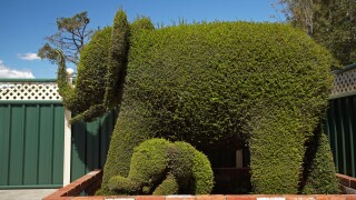 Elephant Topiary, Railton, Northern Tasmania, Australia