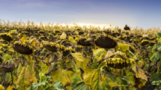 Dead_Sunflowers_22Feb2018_Adobe_230x150