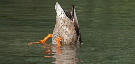 Adult female upending,