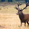 Red Deer - Cervus Elaphus - stag and hind in Richmond Park, UK