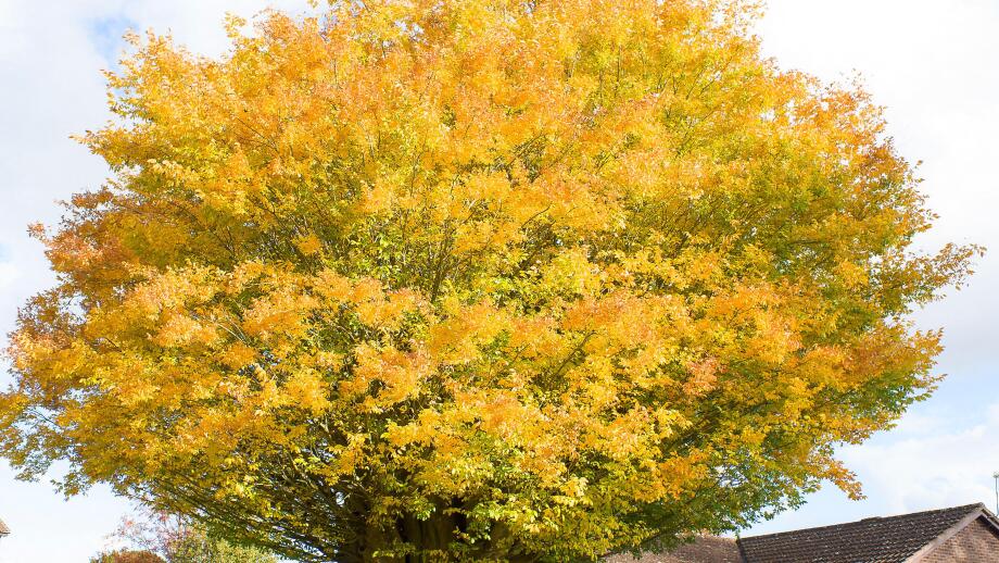 Golden top crown of an ancient Caucasian Elm tree in a private garden in Bromham Wiltshire England UK