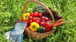 Basket full of organic vegetables with glove on green grass.