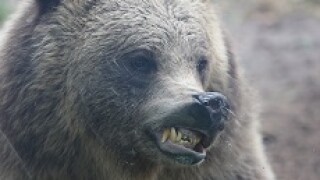 Bear_snarl_PA_230x150