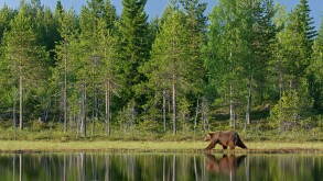 European brown bear Ursus arctos walking by forest lake Finland. Image shot 07/2008. Exact date unknown.