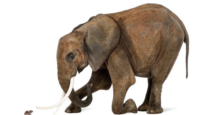 African Elephant, Loxodonta africana, kneeling in front of a mouse against white background