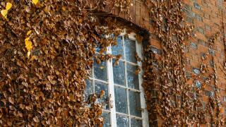 Old brick wall covered with leaves with window in Autumn