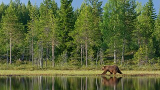 European brown bear Ursus arctos walking by forest lake Finland. Image shot 07/2008. Exact date unknown.