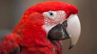 GGreen-winged macaw (Ara chloropterus), also known as the red-and-green macaw.