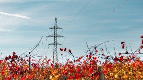 A pylon standing in the middle of colorful grape yard.
