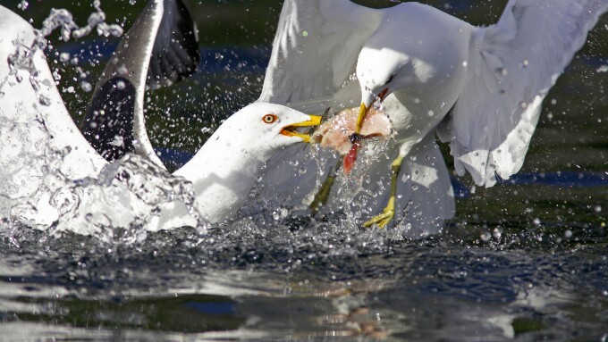Great Black-backed Gull (Larus marinus) fighting over fish scraps