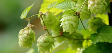 Hops flowers. Flowers of Hops Golden Tassel, ready for picking for use in the beer making process. UK
