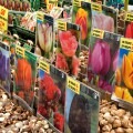 Netherlands (aka Holland), Amsterdam. Bloemenmark (aka floating flower market). Packages of tulip bulbs.