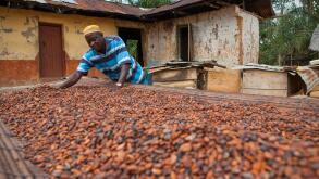 A cocoa farmer spreading cocoa beans out to dry at his farm, Ghana, West Africa, Africa