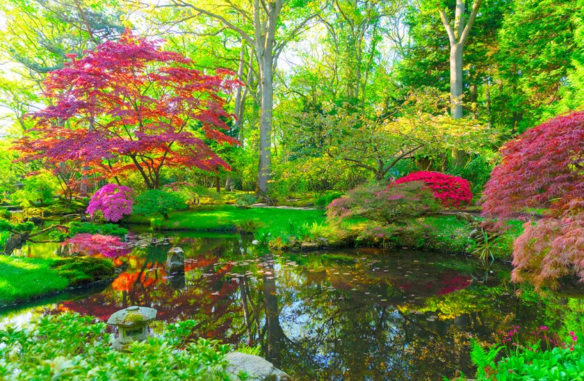 japanese garden in The Hague