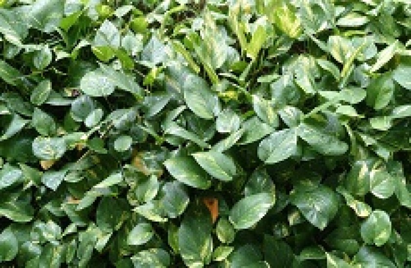 Green 230