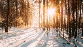 Beautiful Bright Sunset Sunrise Sun Sunshine In Sunny Winter Snowy Coniferous Forest. Natural Sunlight Through Woods In Winter Forest Landscape.