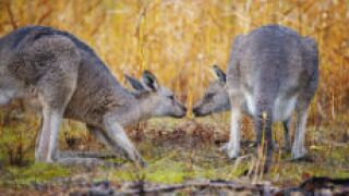 kangaroozzzzz