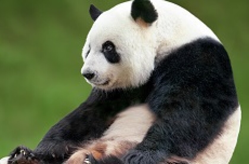 panda_sitting_230p