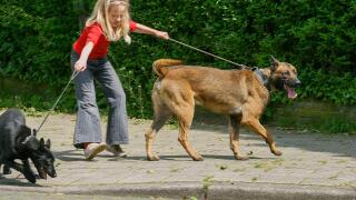 Netherlands, girl walks dogs that both pull in different directions.