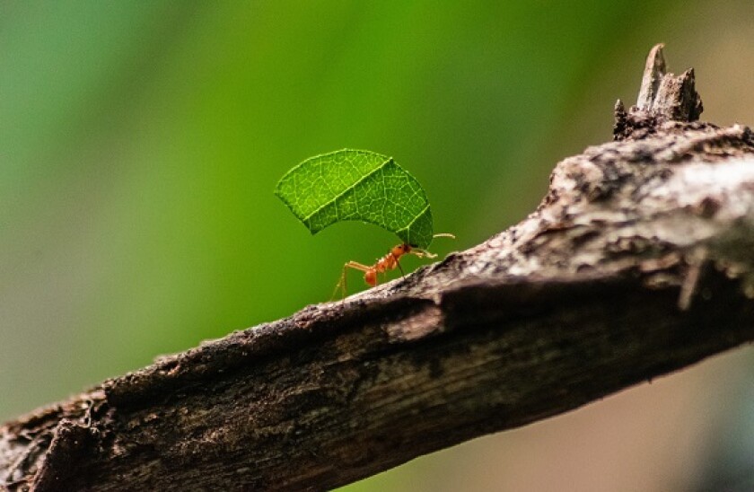 Ant_carrying_leaf_Adobe_575x375_191120