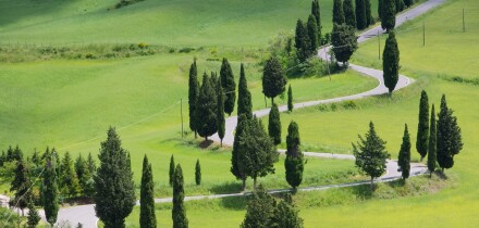 Zypressenkurven - cypress curve 43