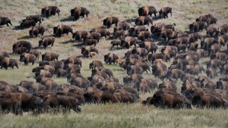 Stampede, Bos Bison, Buffallo, animal, Buffalo Roundup, Custer, State Park, Bison, Prarie, herding, Black Hills, South Dakota, U