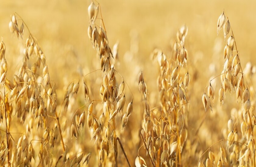 Oats field agriculture from Adobe 13Jul20 575x375