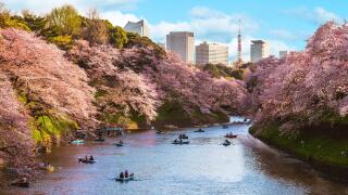 cherry blossom at chidori ga fuchi, tokyo, japan