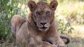 a young lion rests in the shade