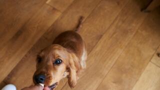 Owner Rewarding Cocker Spaniel Puppy With Treat