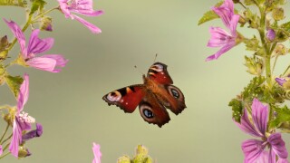 Peacock Butterfly Inachis io In flight free flying High Speed Photographic Technique