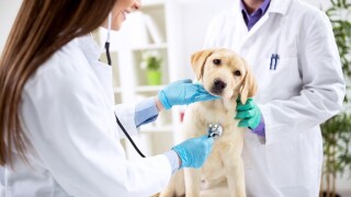 Vet_puppy_Adobe_575x375.jpg