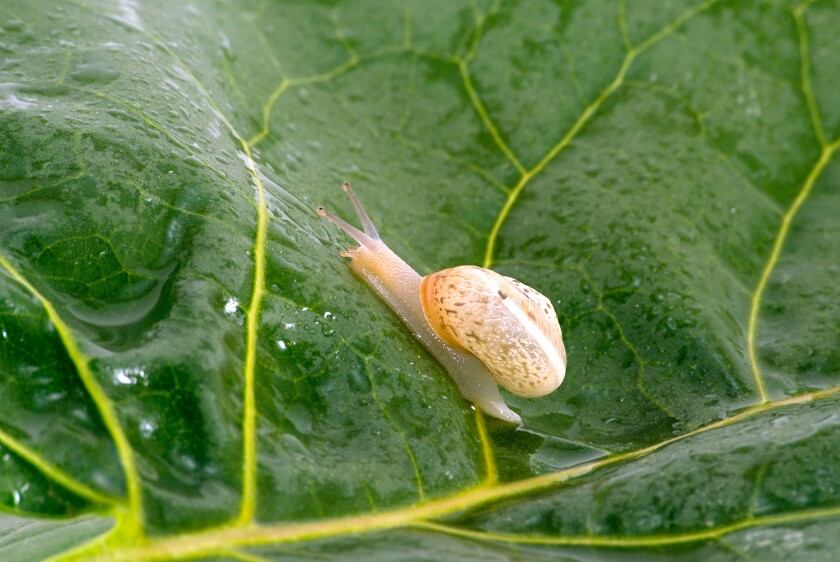 The snail crawl on green