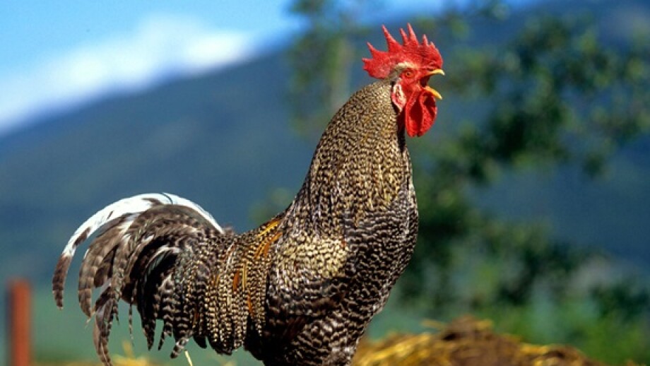Rooster from Alamy 7Jan25 575x375.jpg