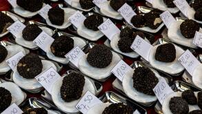 Close-up view of famous fresh black truffles on sale with price tags at the market in Alba, Piedmont, Northern Italy.