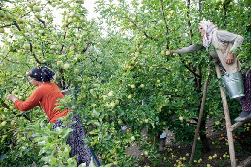 Turkey farming orchard from Alamy 15May24 575x375