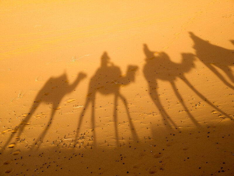 camels 780