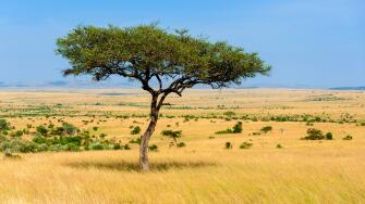 Beautiful landscape with nobody tree in Africa
