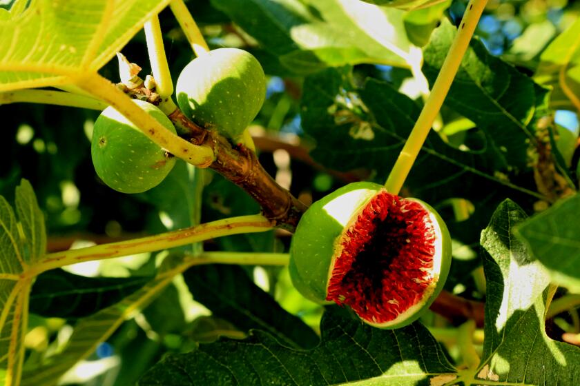 Open fig fruit in fig tree branch