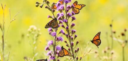 Monarch Butterflies