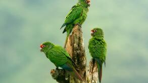 The endangered El Oro Parakeet (Pyrrhura orcesi), these birds live only in a small section of Ecuador.