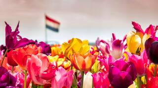 Dutch flag tulips_alamy_4Apr23