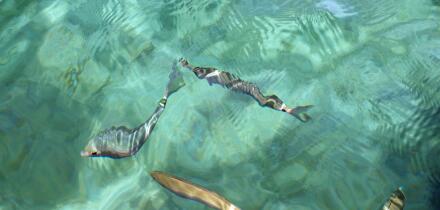 Sea's transparencies in Sardinia