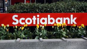 The Scotiabank signage and yellow tulip flowers in downtown Vancouver, British Columbia, Canada