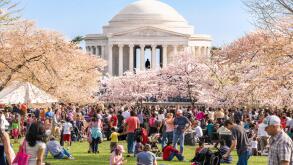 Washington DC Cherry blossoms Jefferson Memorial. Crowds on Sunday Cherry Blossom Festival.