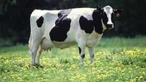dairy cow